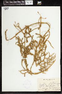 Lycopodium venustulum image