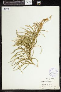 Lycopodium volubile image