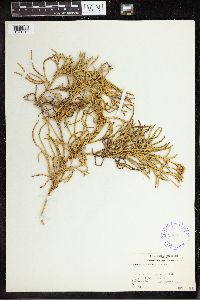 Lycopodium volubile image