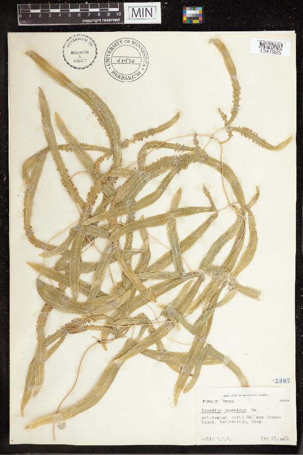 Lygodium japonicum image