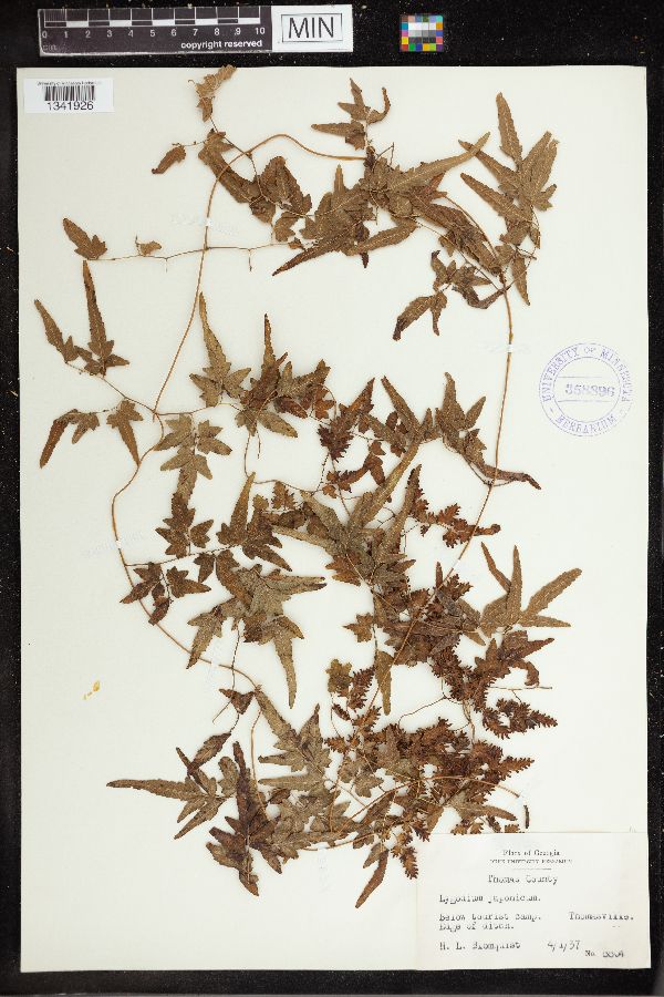 Lygodium japonicum image