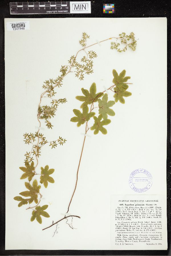 Lygodium palmatum image