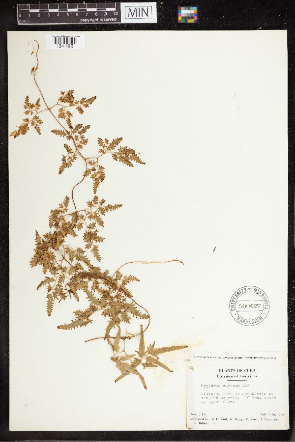 Lygodium cubense image