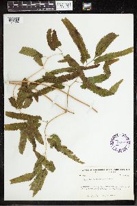 Lygodium heterodoxum image