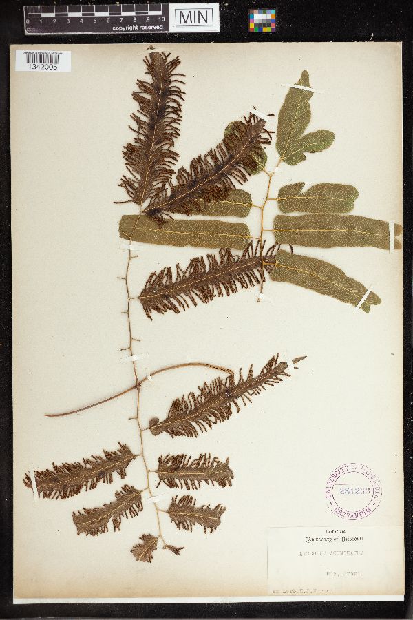 Lygodium acuminatum image