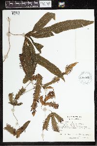 Lygodium radiatum image