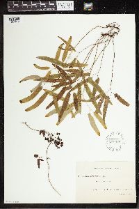 Lygodium articulatum image