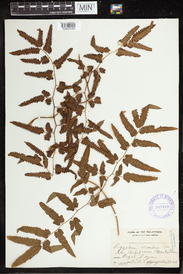 Lygodium scandens image