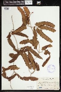 Lygodium auriculatum image