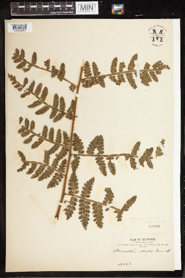 Marattia image