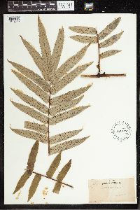 Image of Marattia cicutifolia
