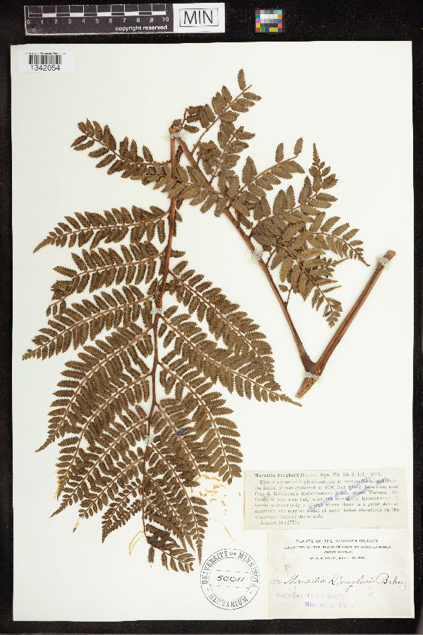 Marattia douglasii image