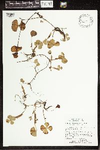 Marsilea crotophora image