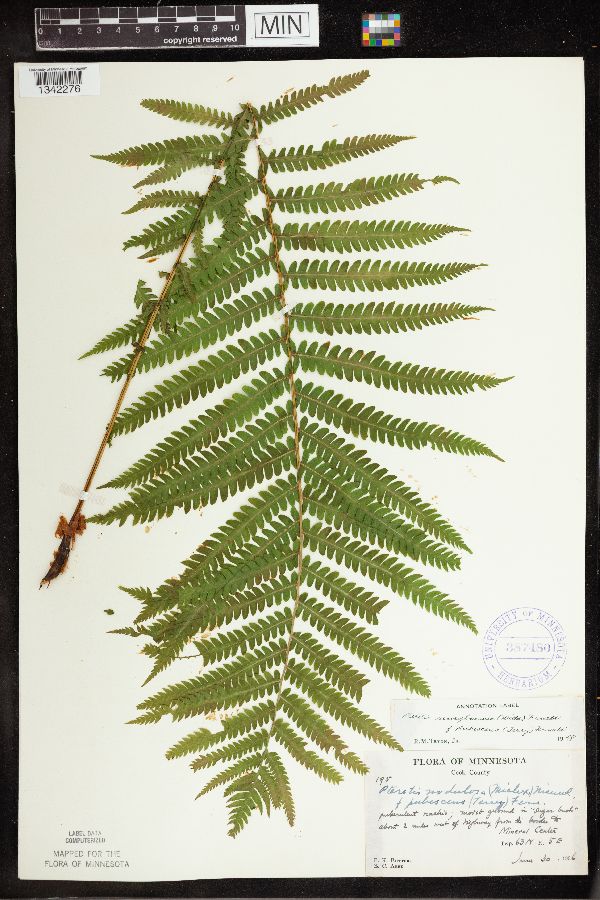 Matteuccia struthiopteris var. pensylvanica image