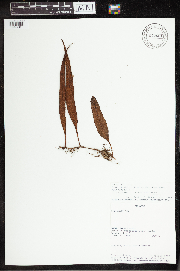 Microgramma fuscopunctata image