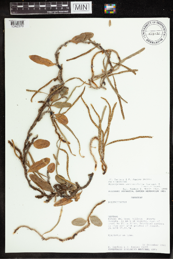 Microgramma vacciniifolia image