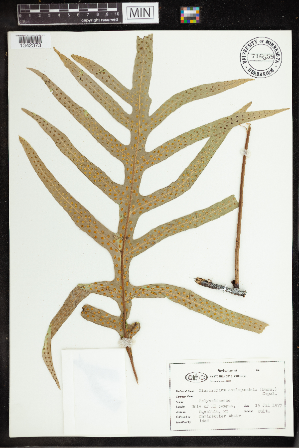 Microsorum scolopendria image