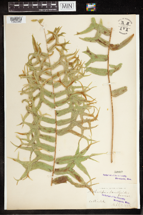 Nephrolepis davallioides image