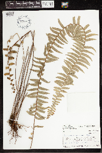Image of Nephrolepis cordifolia