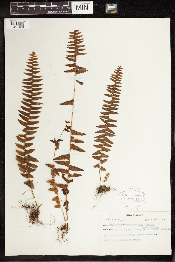 Nephrolepis occidentalis image