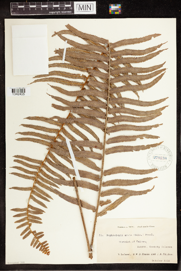 Nephrolepis acuta image