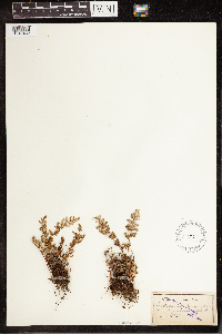 Notholaena grayi image