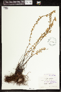 Notholaena ferruginea image