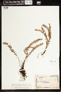 Notholaena ferruginea image