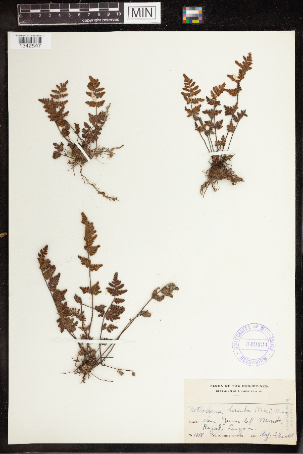 Cheilanthes nudiuscula image