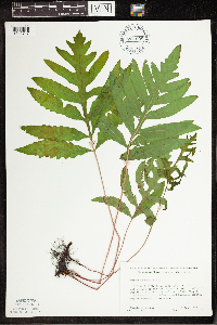 Onoclea sensibilis image