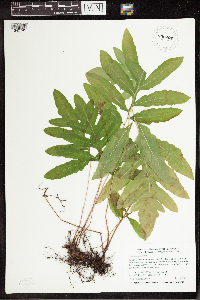 Onoclea sensibilis image