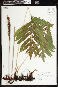 Onoclea sensibilis image