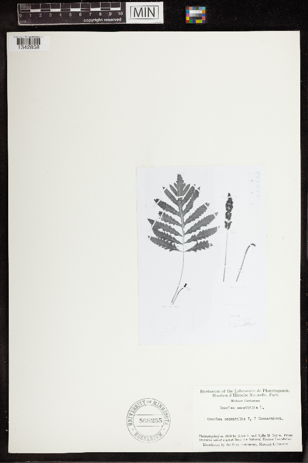 Onoclea sensibilis image