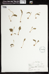 Image of Ophioglossum crotalophoroides