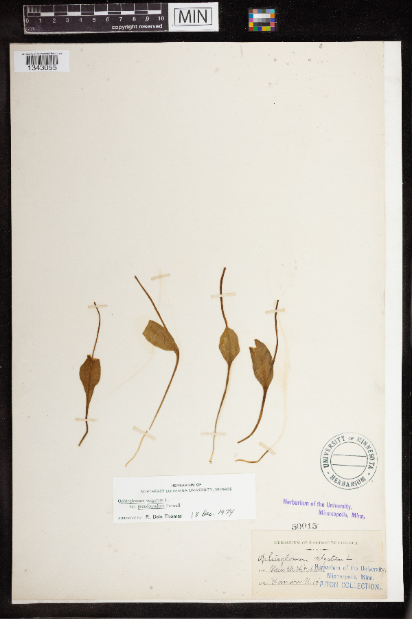 Ophioglossum image