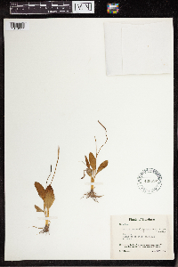 Image of Ophioglossum ellipticum