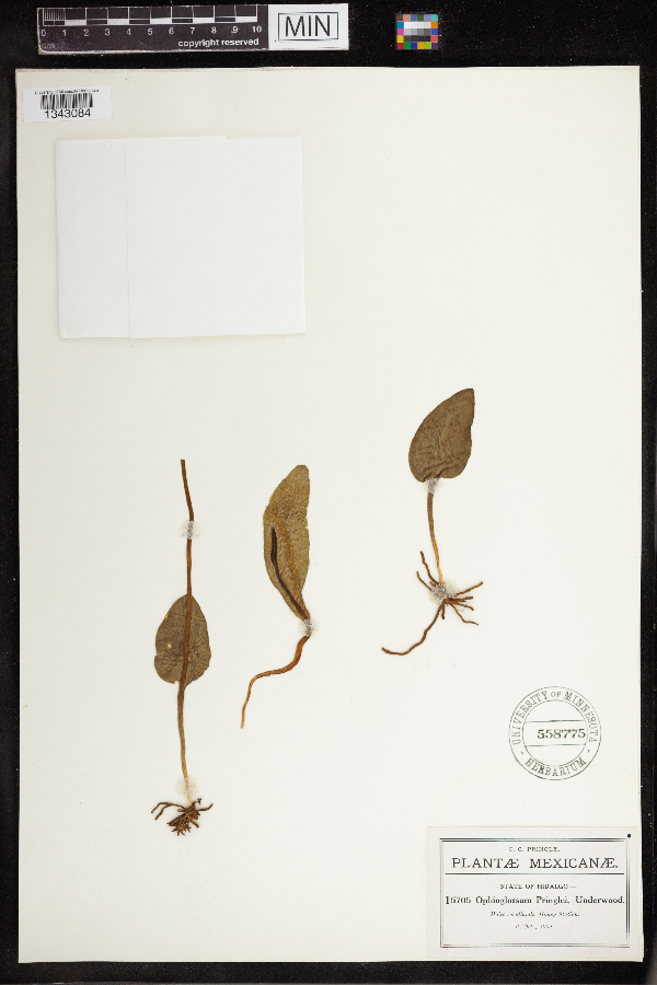 Ophioglossum pringlei image