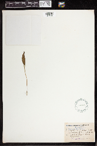 Ophioglossum capense image