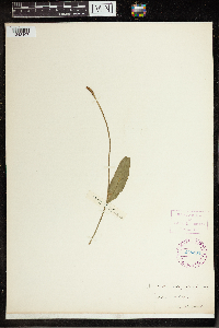 Image of Ophioglossum concinnum