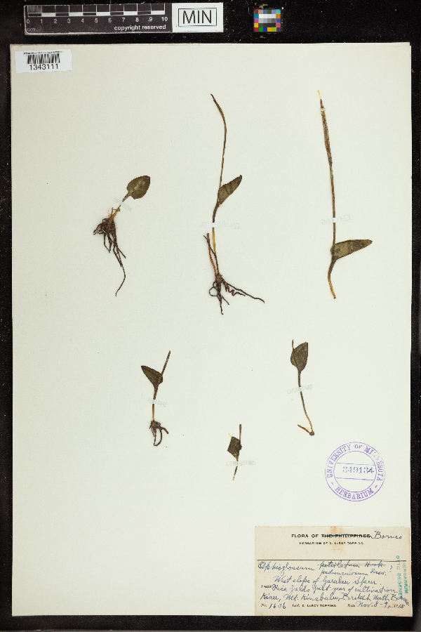 Ophioglossum pedunculosum image