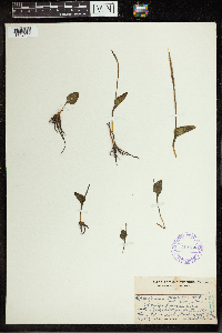 Image of Ophioglossum costatum