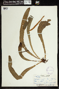 Ophioderma pendulum image