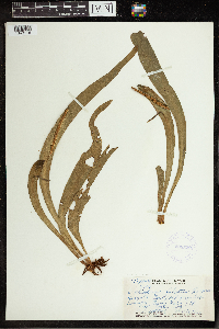 Ophioderma pendulum image