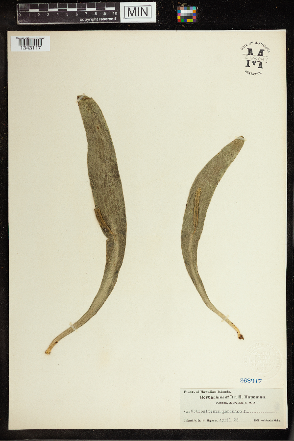 Ophioglossum image