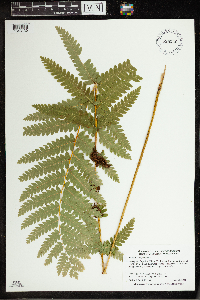 Osmunda claytoniana image