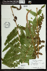 Osmunda claytoniana image