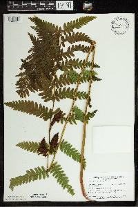 Osmunda claytoniana image