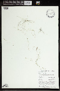 Utricularia gibba image