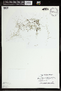 Utricularia gibba image