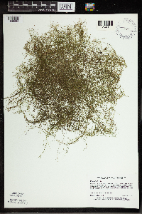 Utricularia gibba image